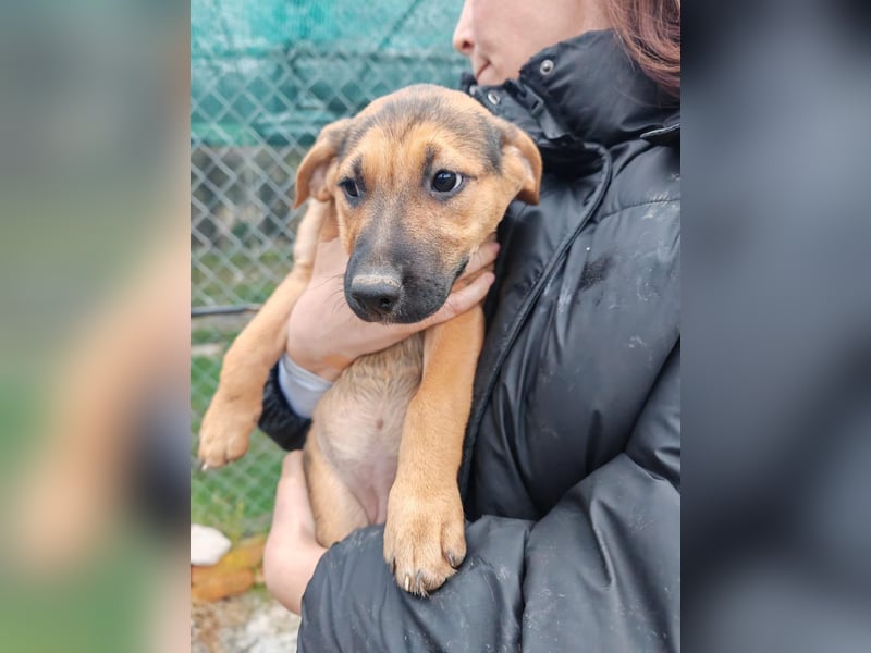 Welpe MARLA sucht ihr forever Home ❤️