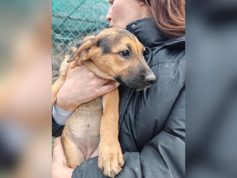 Welpe MARLA sucht ihr forever Home ❤️