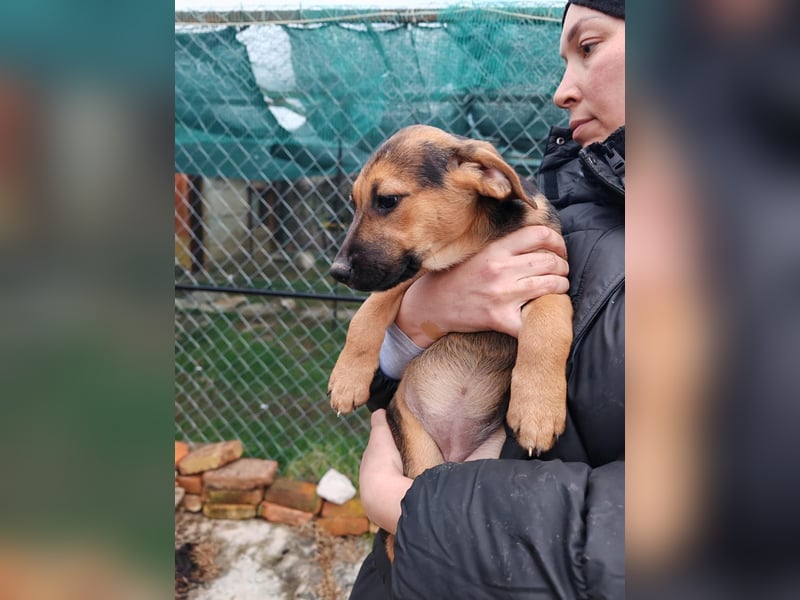 Welpe MARLA sucht ihr forever Home ❤️