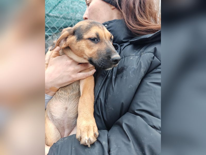 Welpe MARLA sucht ihr forever Home ❤️