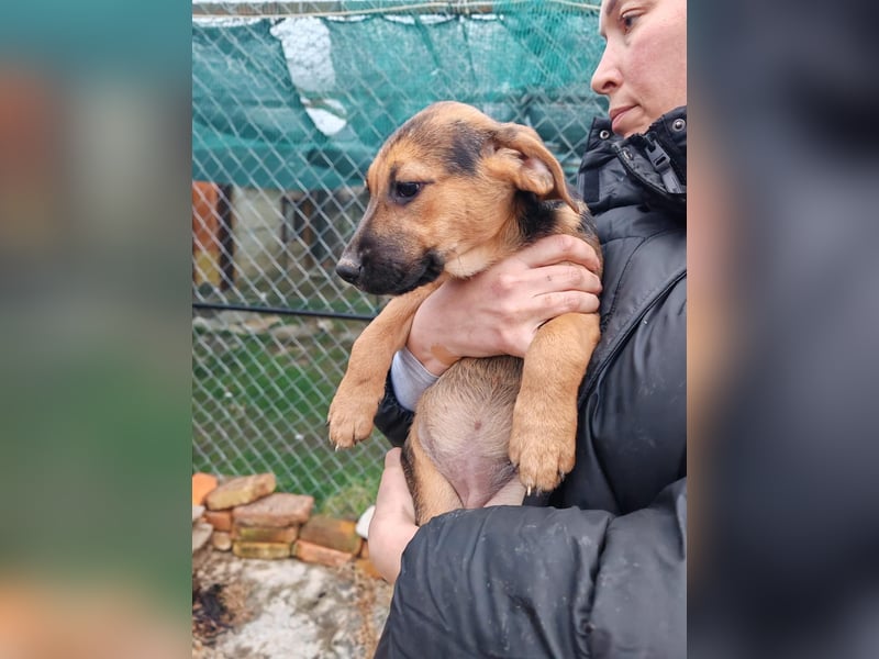 Welpe MARLA sucht ihr forever Home ❤️