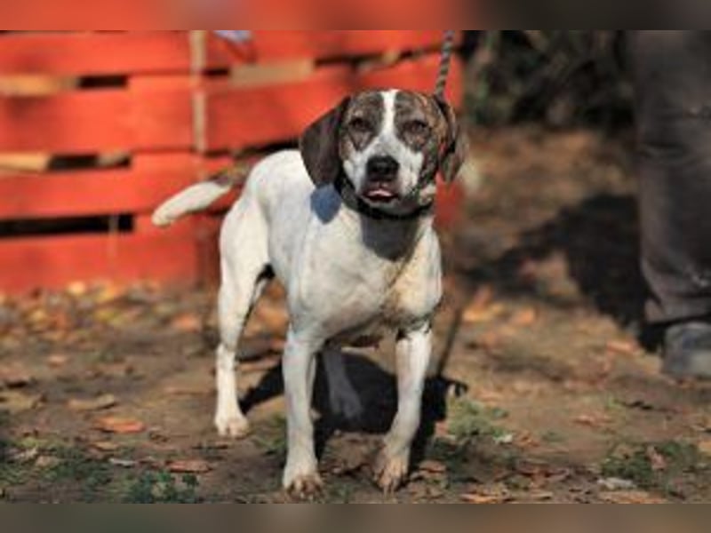 Die freundliche Lucy  sucht ihr endgültiges  Körbchen