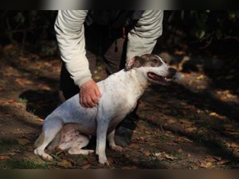 Die freundliche Lucy  sucht ihr endgültiges  Körbchen