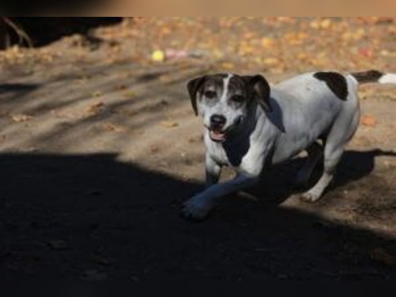 Die freundliche Lucy  sucht ihr endgültiges  Körbchen