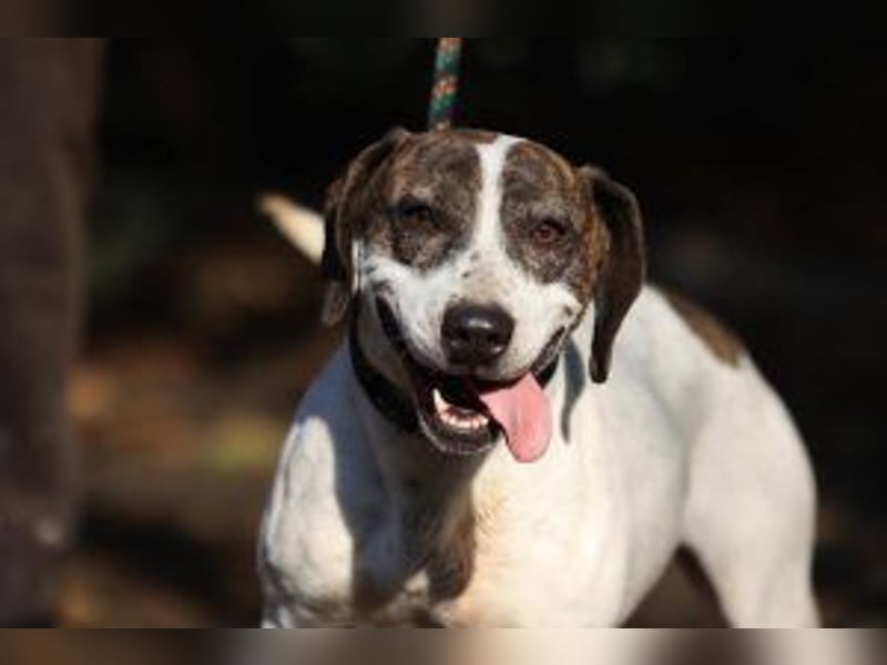 Die freundliche Lucy  sucht ihr endgültiges  Körbchen