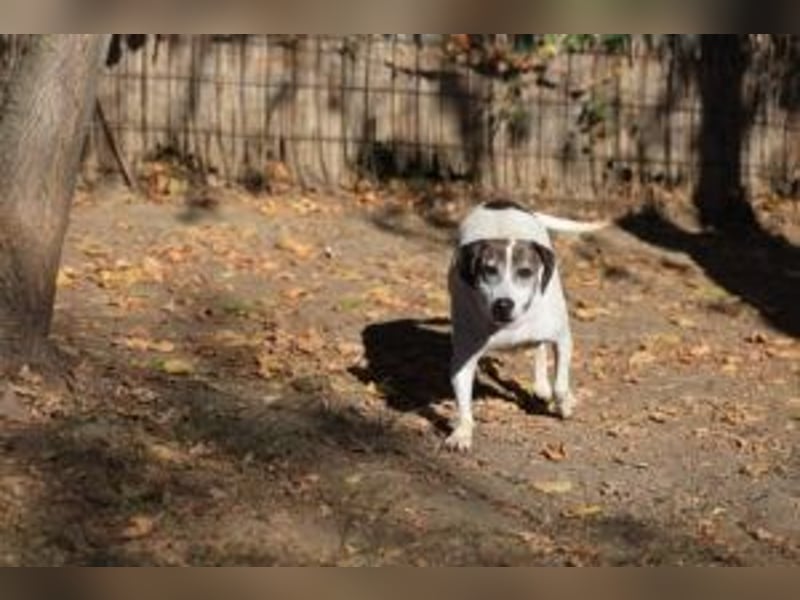 Die freundliche Lucy  sucht ihr endgültiges  Körbchen