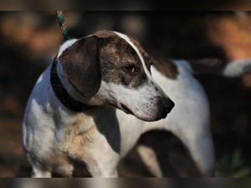 Die freundliche Lucy  sucht ihr endgültiges  Körbchen