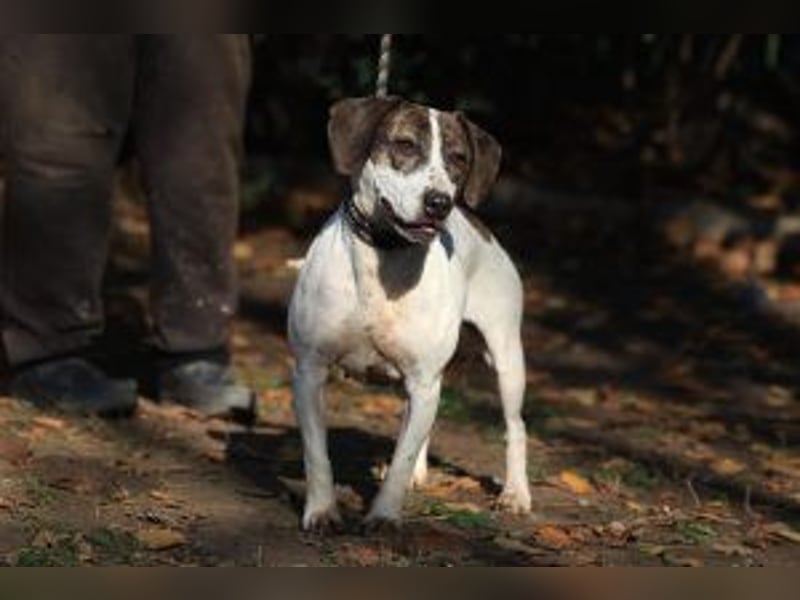 Die freundliche Lucy  sucht ihr endgültiges  Körbchen
