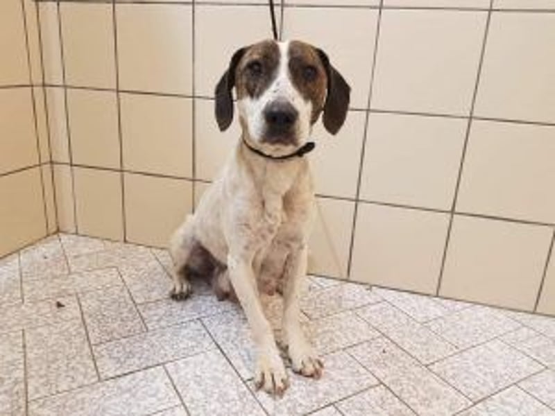 Die freundliche Lucy  sucht ihr endgültiges  Körbchen