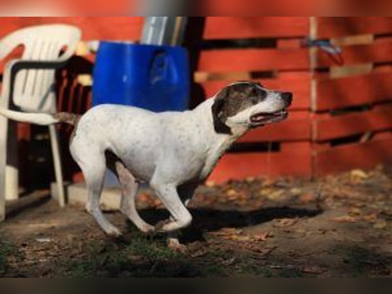 Die freundliche Lucy  sucht ihr endgültiges  Körbchen