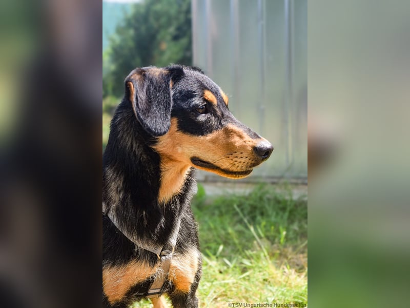 Petya - vom Straßenhund zum Familienmitglied