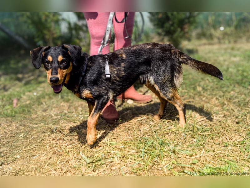 Petya - vom Straßenhund zum Familienmitglied