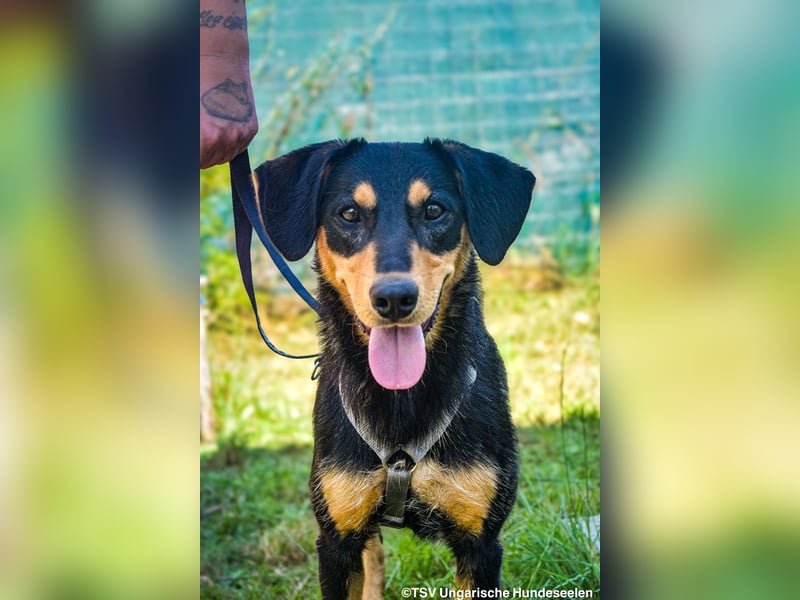 Petya - vom Straßenhund zum Familienmitglied