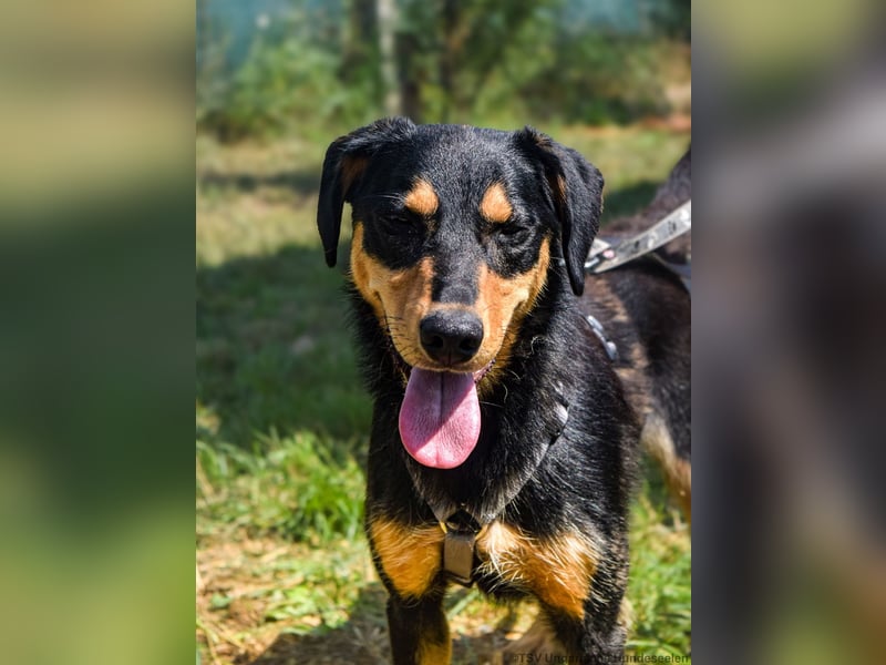 Petya - vom Straßenhund zum Familienmitglied