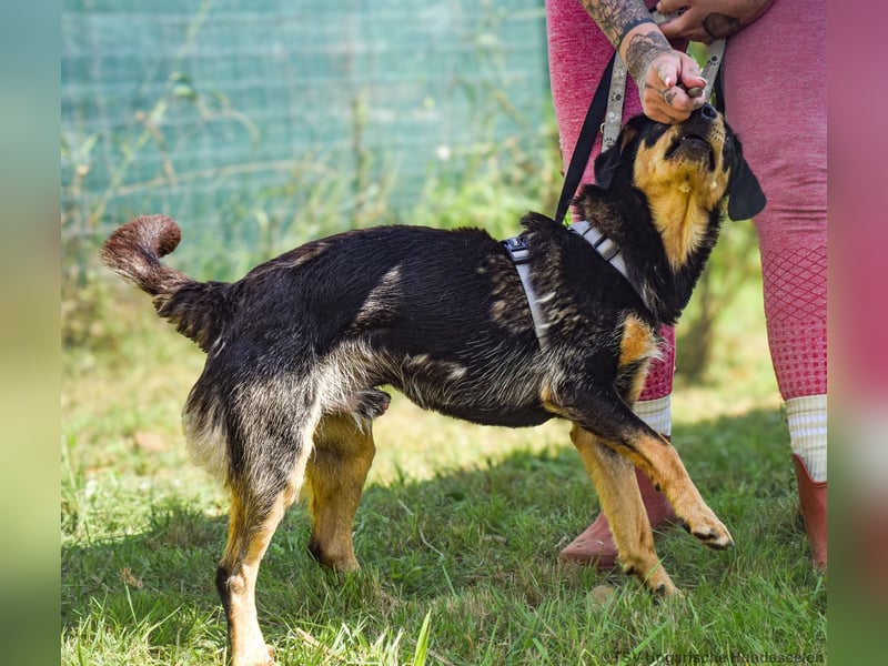 Petya - vom Straßenhund zum Familienmitglied