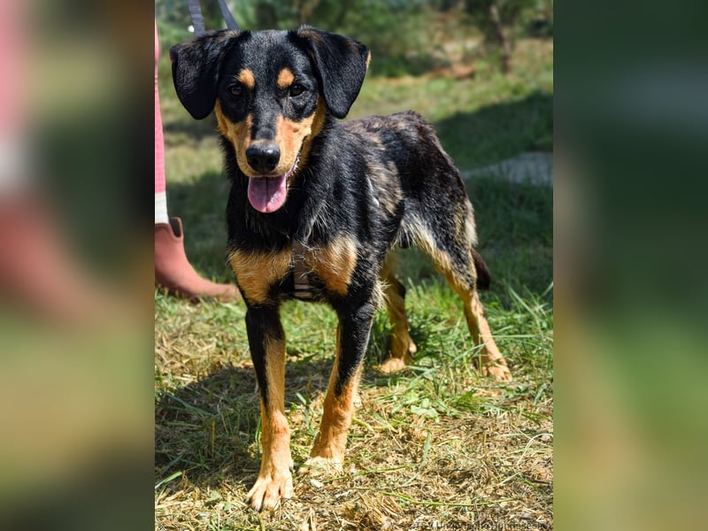 Petya - vom Straßenhund zum Familienmitglied
