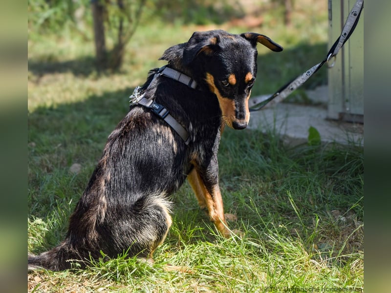 Petya - vom Straßenhund zum Familienmitglied