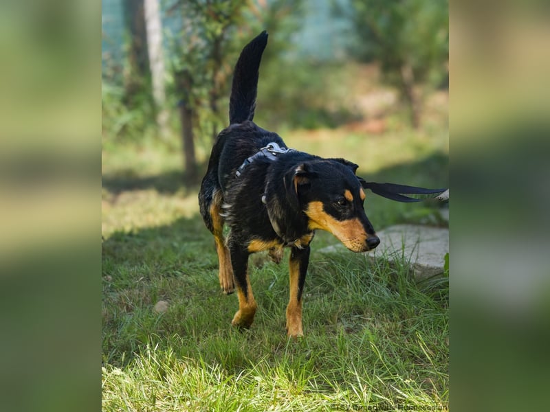 Petya - vom Straßenhund zum Familienmitglied