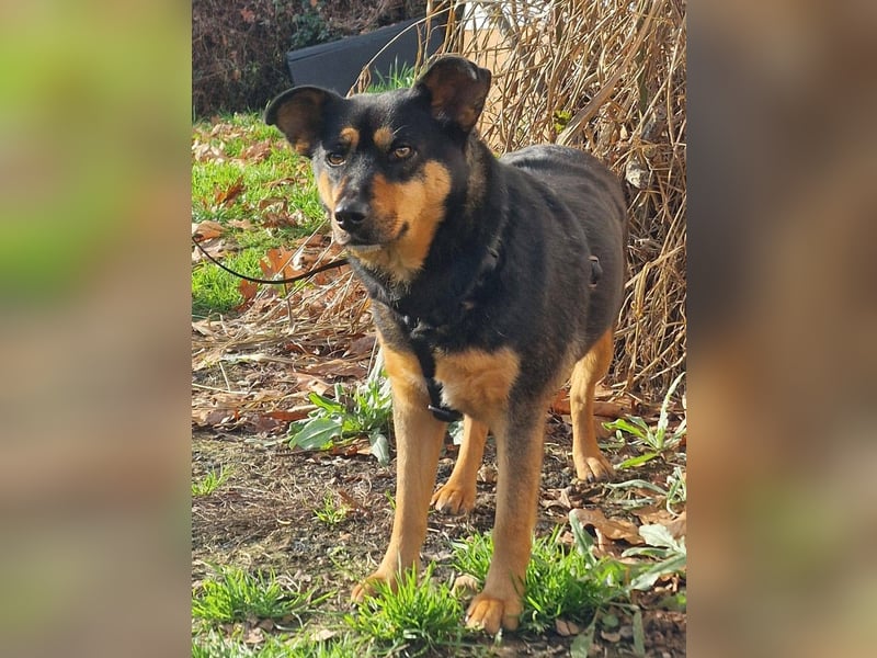 BEA ca. 2 J. Mischlingshündin, ideale 2. Hund