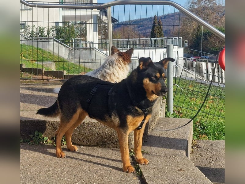 BEA ca. 2 J. Mischlingshündin, ideale 2. Hund