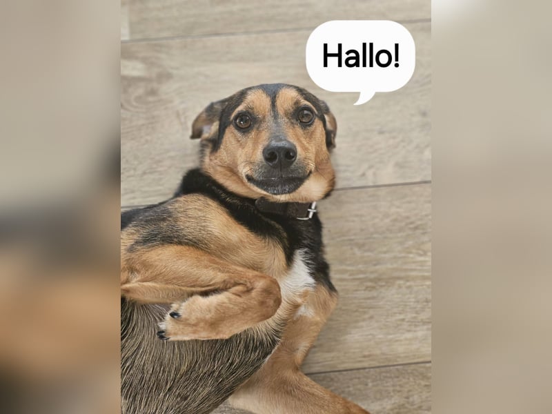 PETRI ca. 5 J. kinderlieber Familienhund verliert sein Zuhause