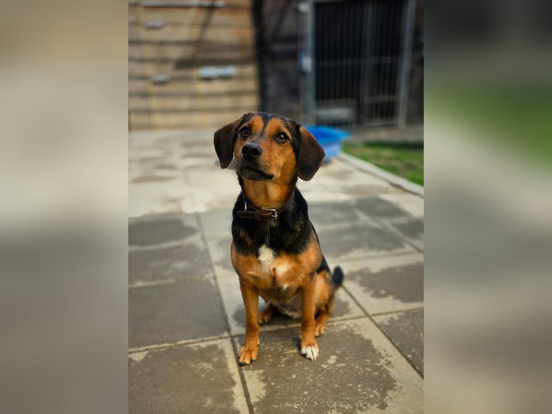 PETRI ca. 5 J. kinderlieber Familienhund verliert sein Zuhause