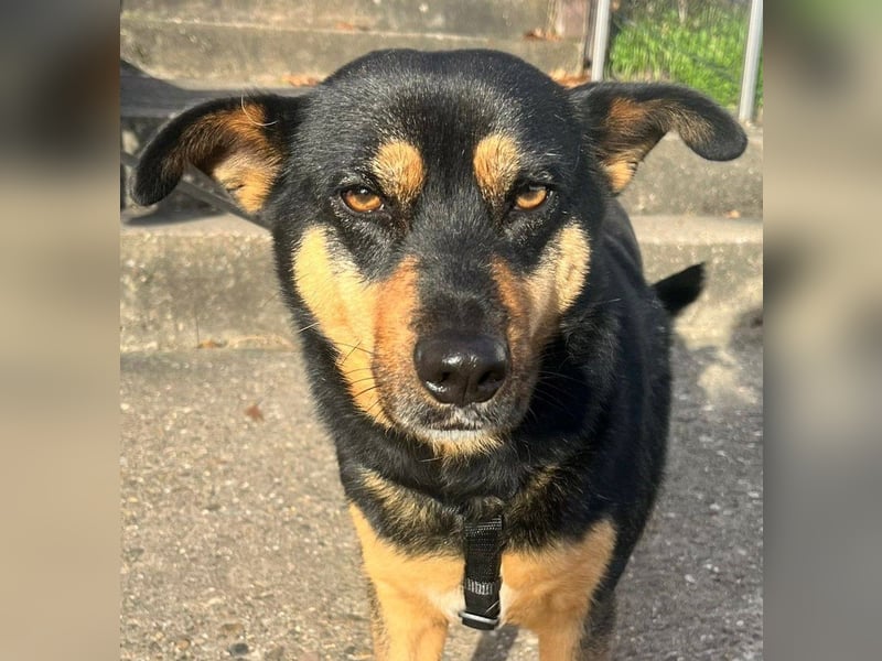 BEA ca. 2 J. Mischlingshündin, ideale 2. Hund