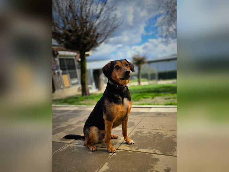 PETRI ca. 5 J. kinderlieber Familienhund verliert sein Zuhause