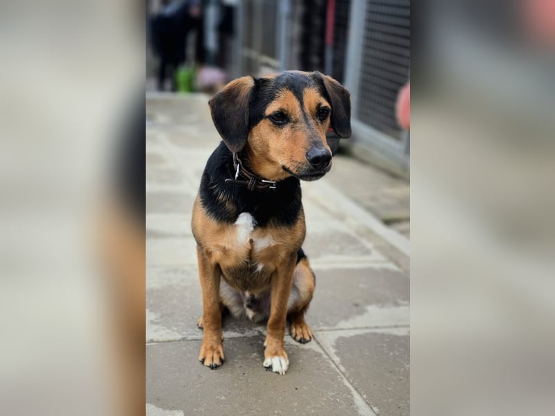 PETRI ca. 5 J. kinderlieber Familienhund verliert sein Zuhause