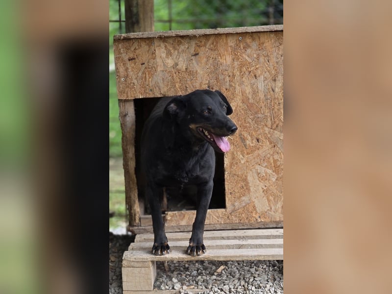 Liebevolle Disco, bereits 4 Jahre im Tierheim