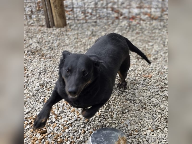 Liebevolle Disco, bereits 4 Jahre im Tierheim