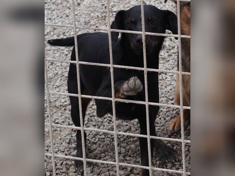 Liebevolle Disco, bereits 4 Jahre im Tierheim