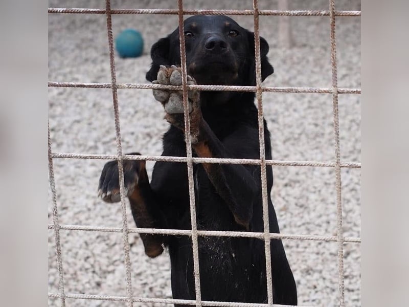 Liebevolle Disco, bereits 4 Jahre im Tierheim