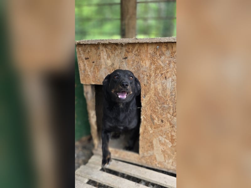 Liebevolle Disco, bereits 4 Jahre im Tierheim
