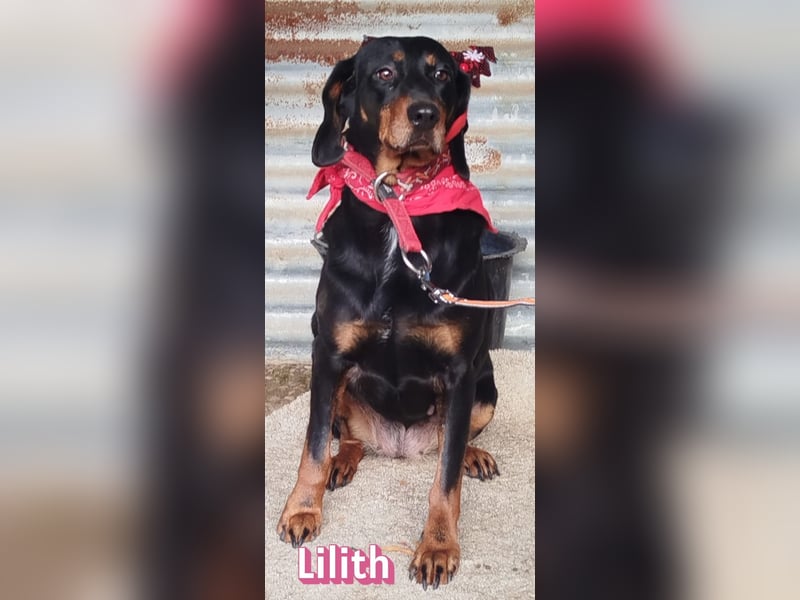 Lilith, 12/22 - sucht endlich ein kleines Stückchen Glück