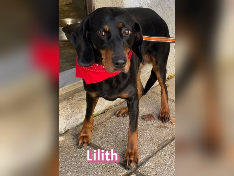 Lilith, 12/22 - sucht endlich ein kleines Stückchen Glück