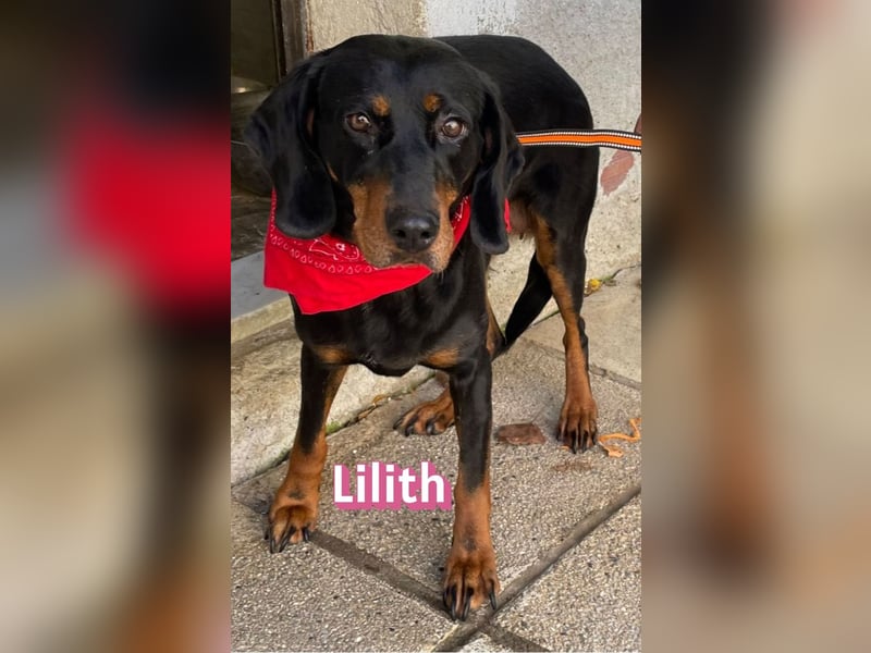 Lilith, 12/22 - sucht endlich ein kleines Stückchen Glück