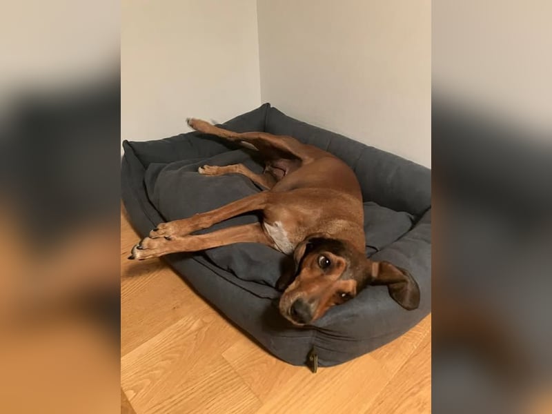 Alva sucht neuen Wirkungskreis