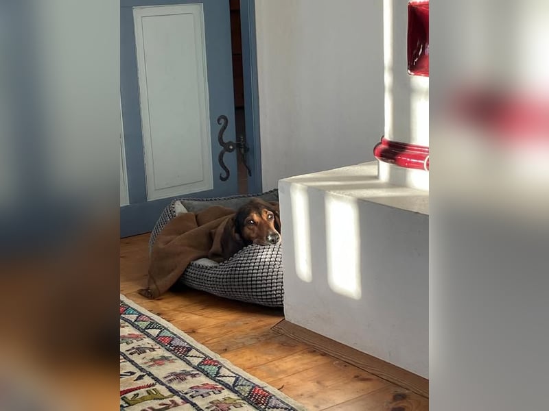 Alva sucht neuen Wirkungskreis