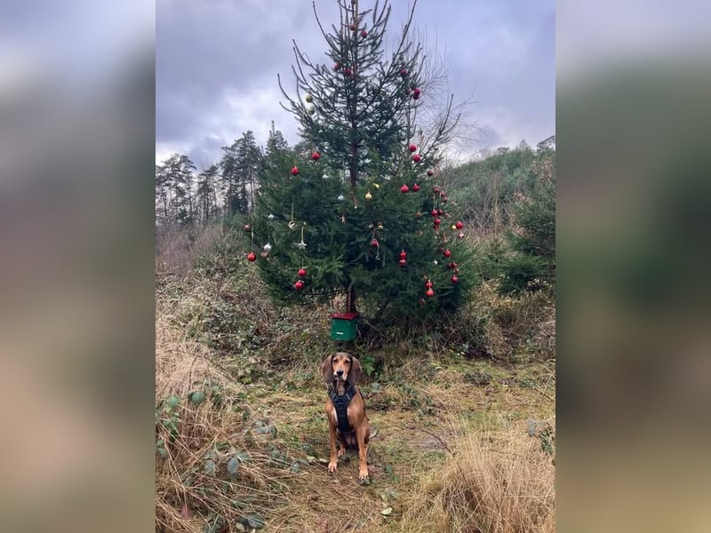 Alva sucht neuen Wirkungskreis