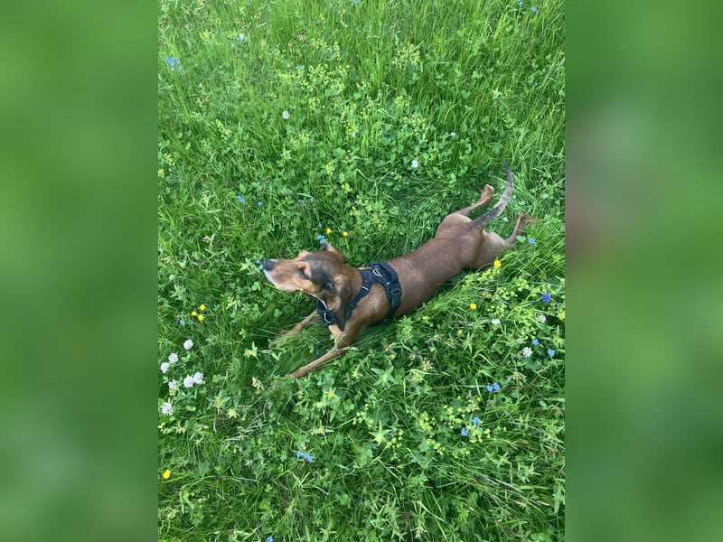 Alva sucht neuen Wirkungskreis