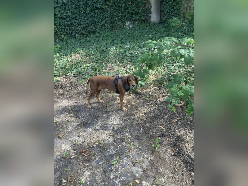 Alva sucht neuen Wirkungskreis