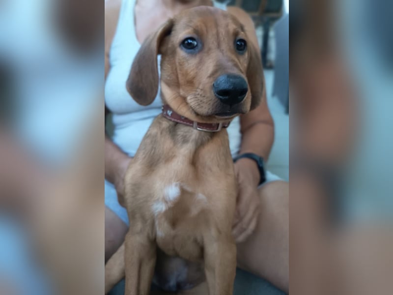 Pepe - fröhlicher Bracken Mix sucht seine Familie