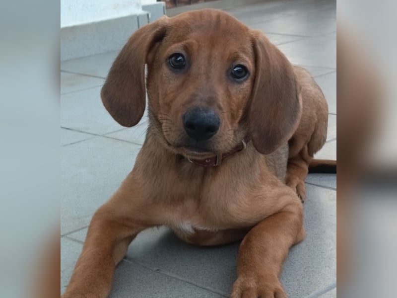 Pepe - fröhlicher Bracken Mix sucht seine Familie