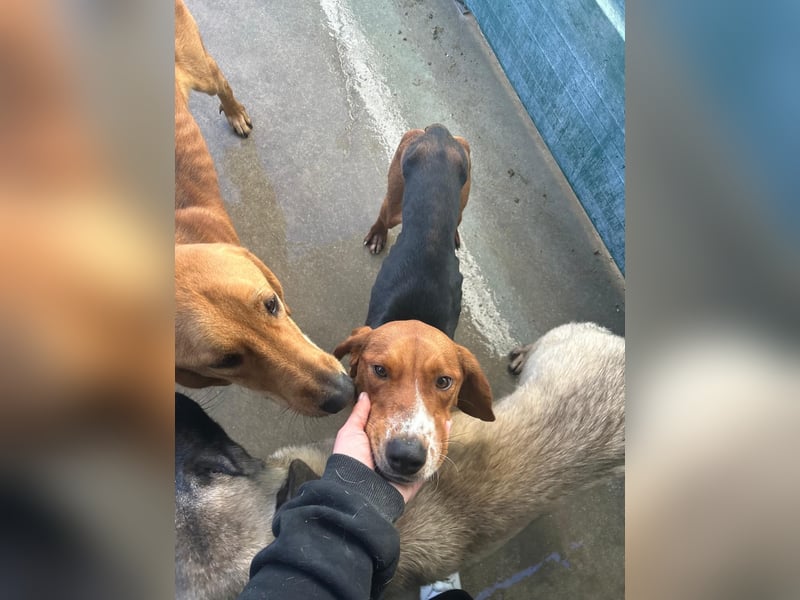 Liebenswerter ŠIME sucht perfect match ❤️