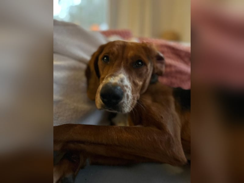 Liebenswerter ŠIME sucht perfect match ❤️