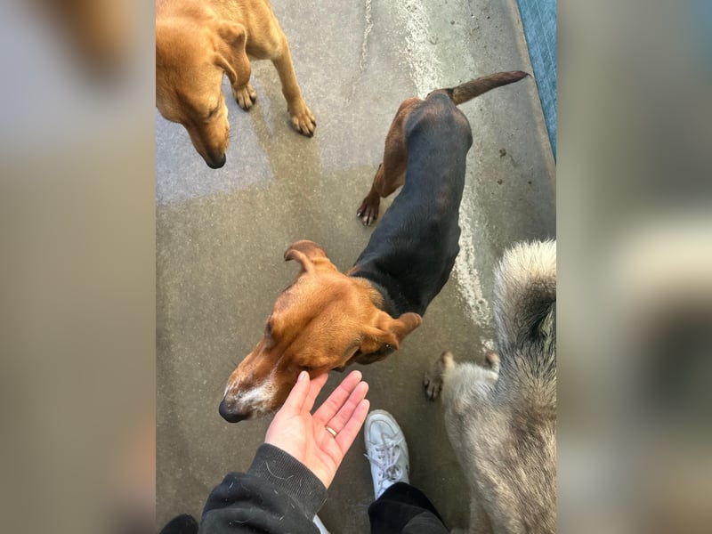 Liebenswerter ŠIME sucht perfect match ❤️