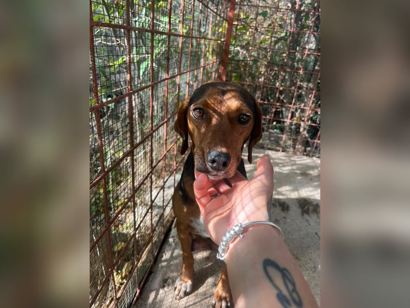 MARTA sucht ihr forever Home❤️