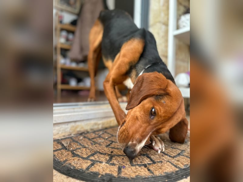 Liebenswerter ŠIME sucht perfect match ❤️