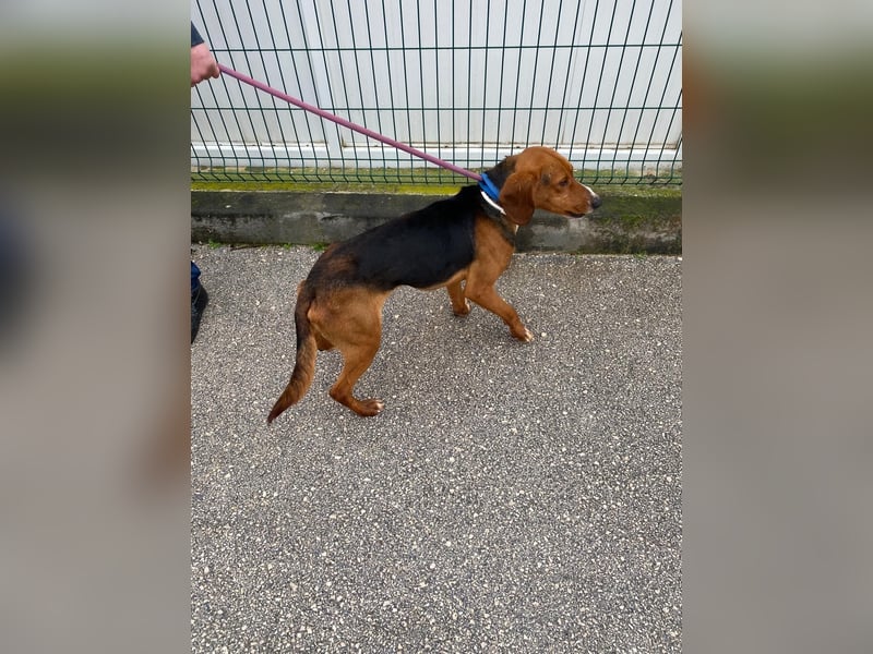 Liebenswerter ŠIME sucht perfect match ❤️